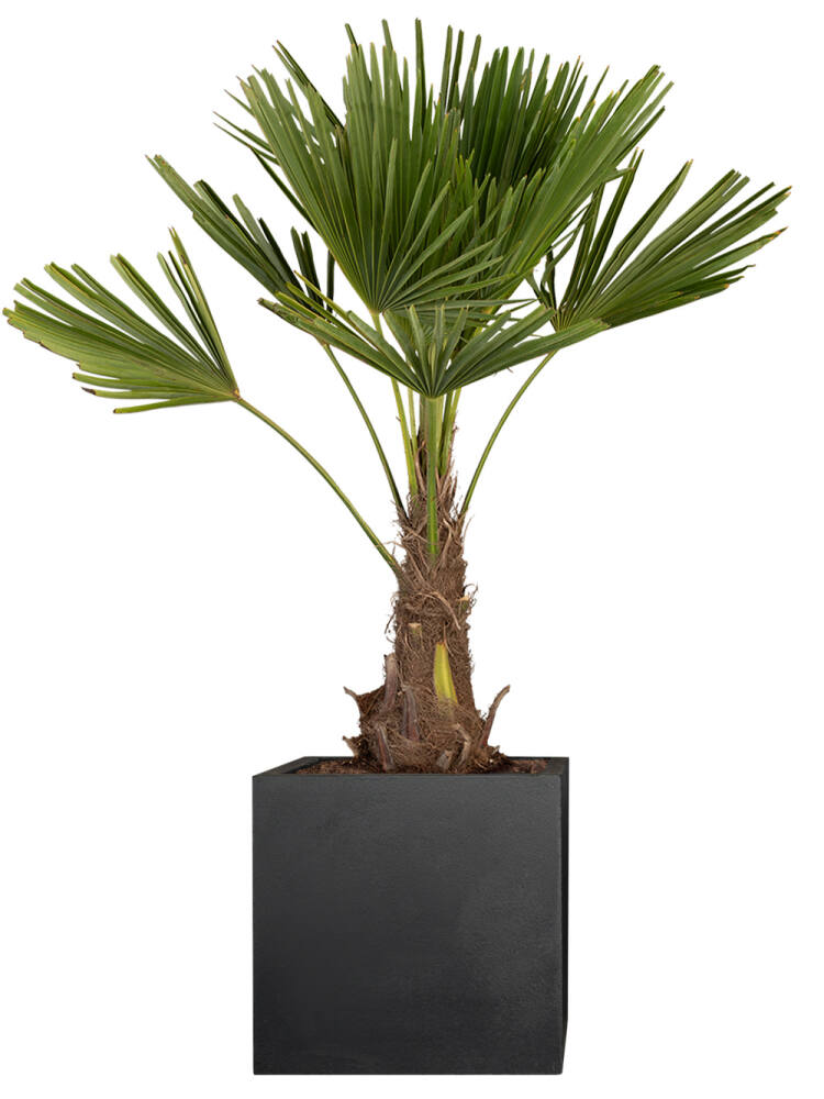 Hanfpalme (Trachycarpus fortunei) 180 cm von Pflanzwerk