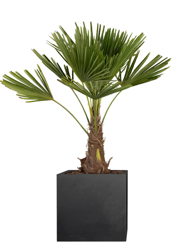 Hanfpalme (Trachycarpus fortunei) von Pflanzwerk