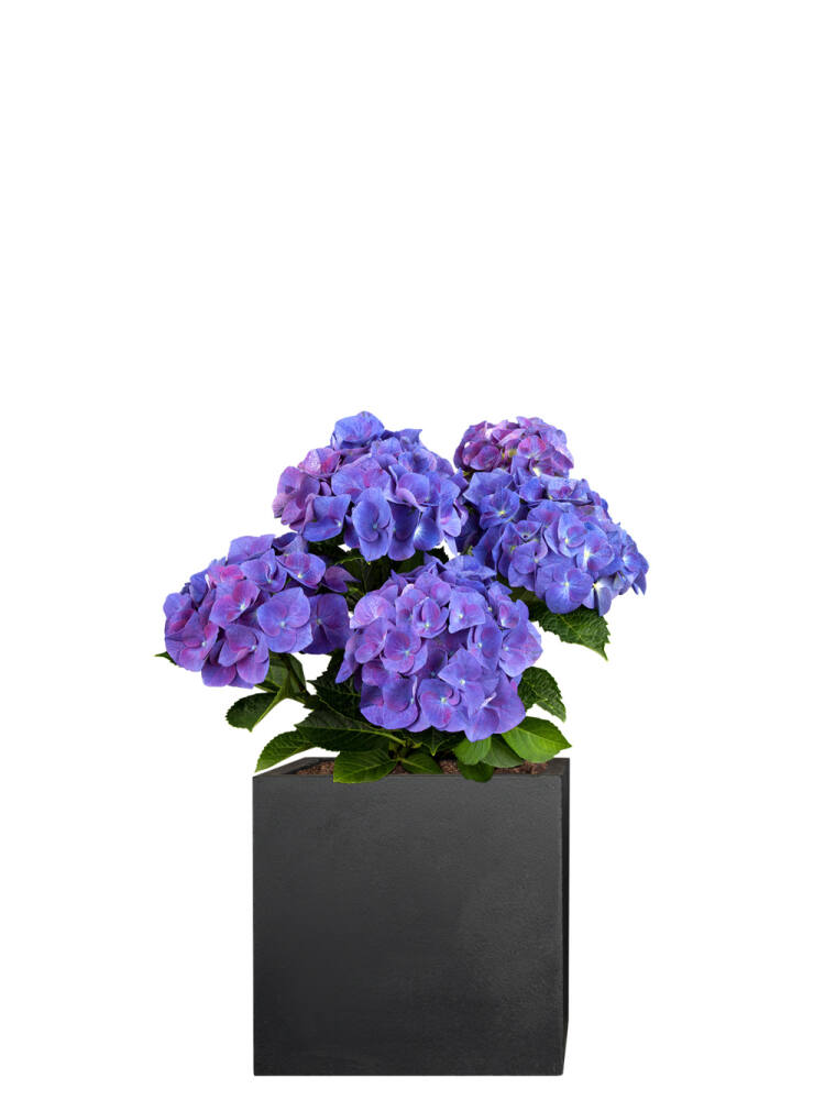 Hortensie (Hydrangea macrophylla) 50 cm - blau von Pflanzwerk