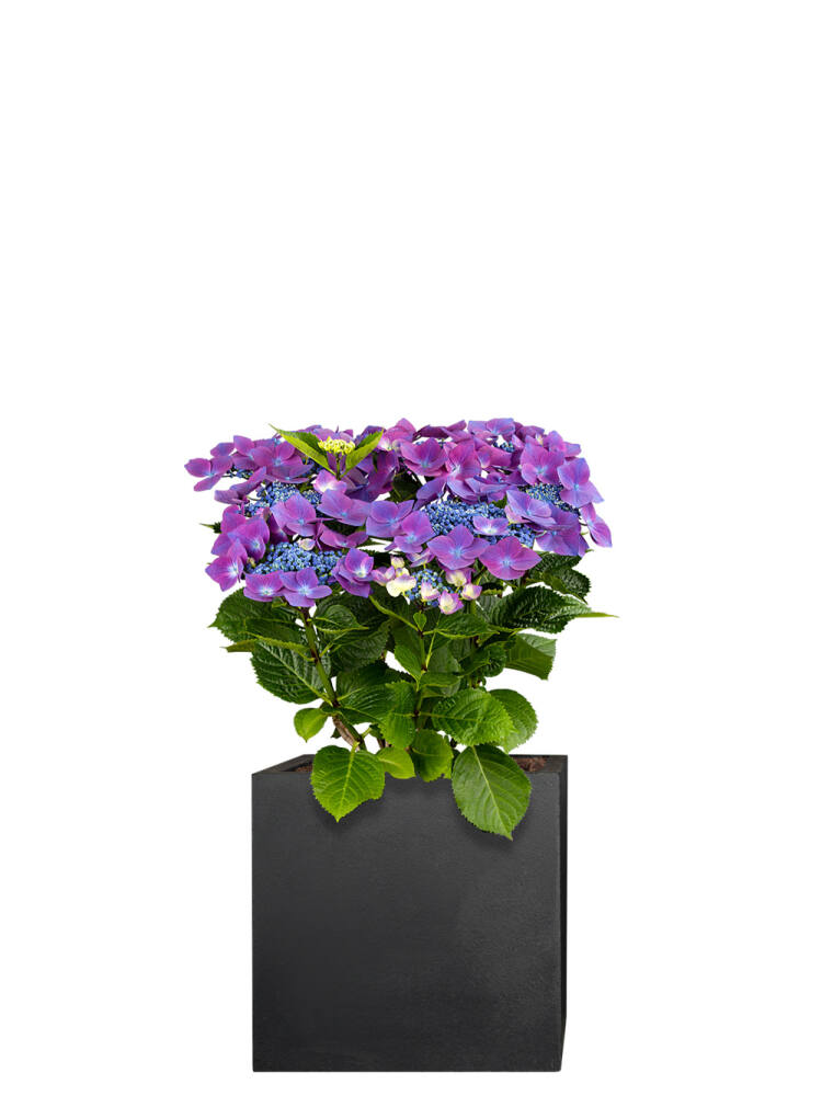 Hortensie (Hydrangea macrophylla) 50 cm - lila von Pflanzwerk