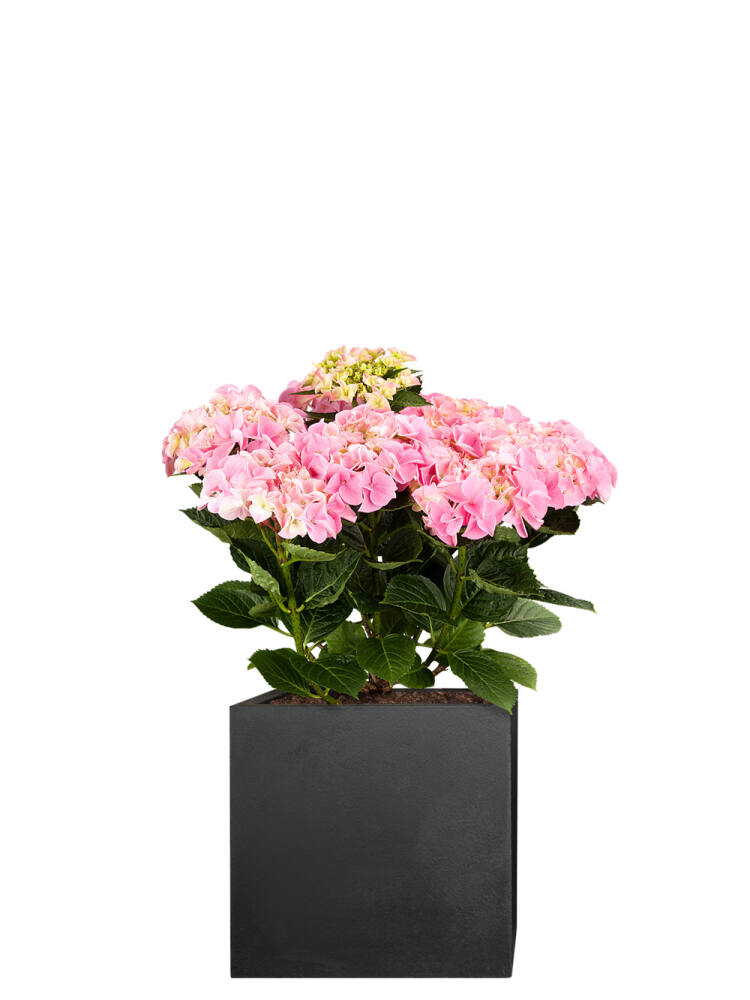 Hortensie (Hydrangea macrophylla) 50 cm - rosa von Pflanzwerk