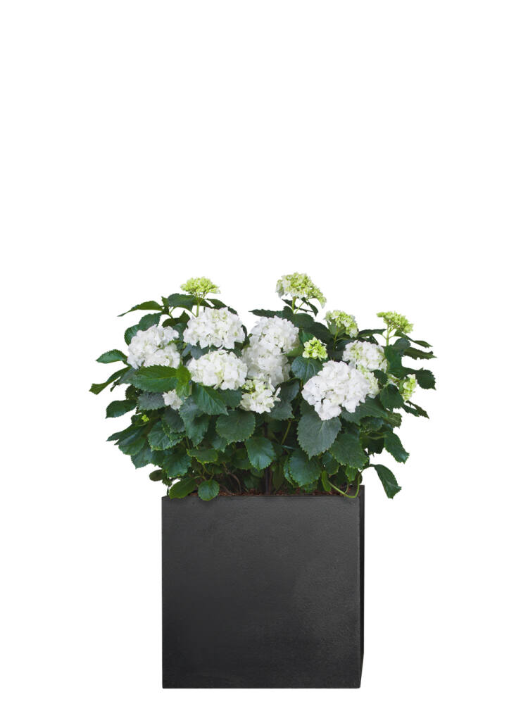 Hortensie (Hydrangea macrophylla) 50 cm - weiß von Pflanzwerk