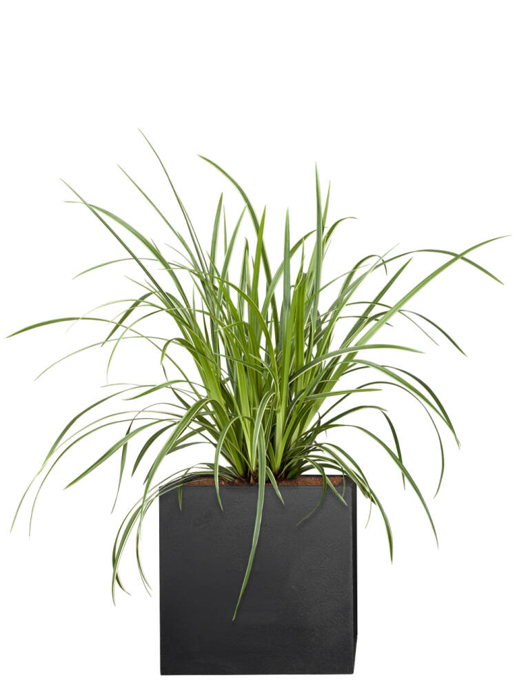 Japanische Segge (Carex morrowii) Ice Dance von Pflanzwerk