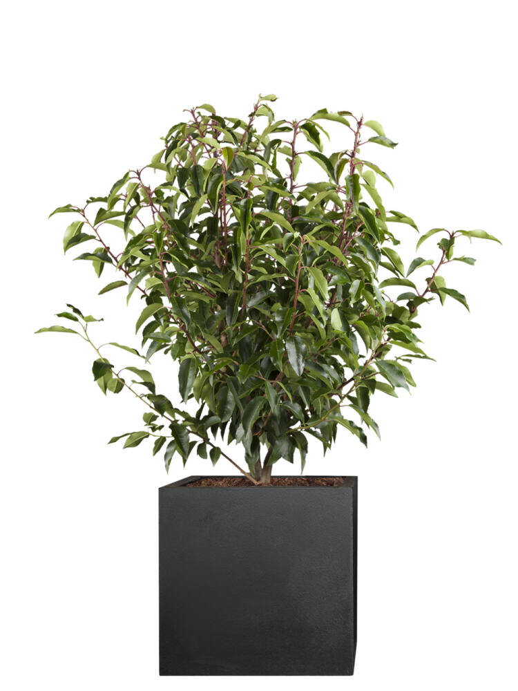 Kirschlorbeer (Prunus lusitanica) Angustifolia von Pflanzwerk