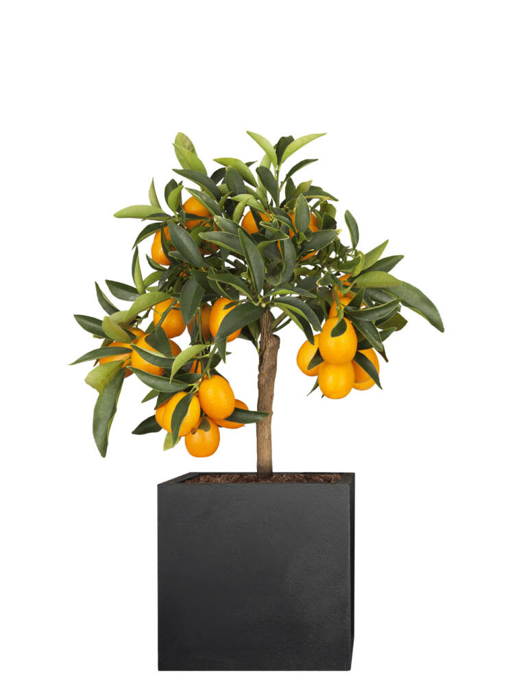 Kumquat (Citrus fortunella) Stammhöhe 60 cm von Pflanzwerk