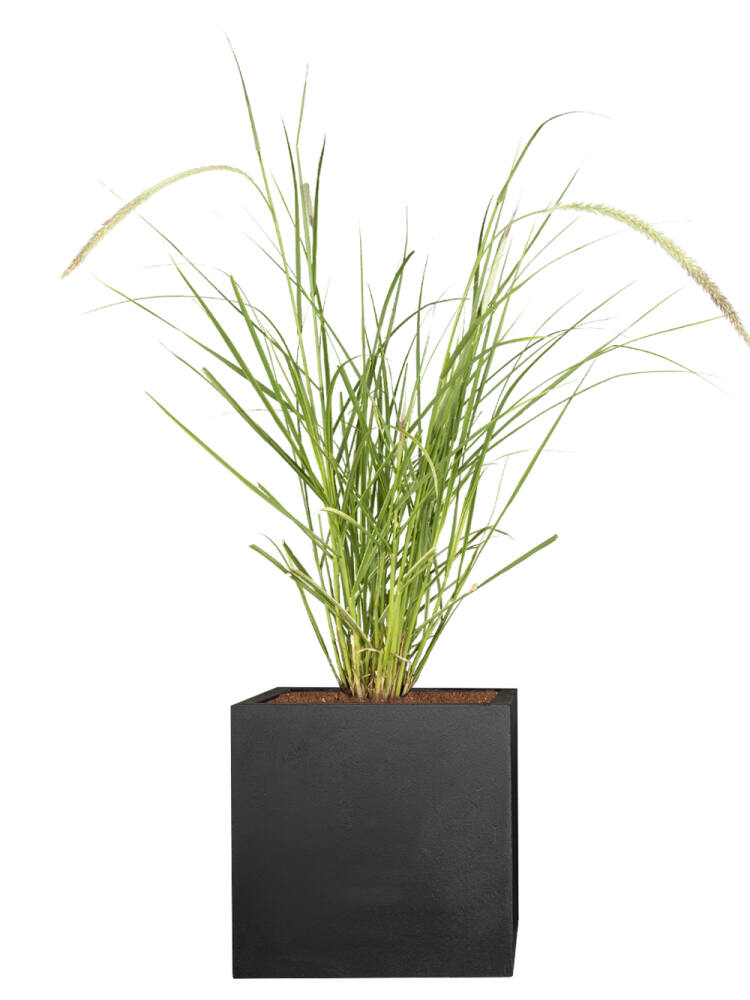 Lampenputzgras (Pennisetum Advena) Sky Rocket - 3er Set (11,66 EUR pro 1 Stück) von Pflanzwerk