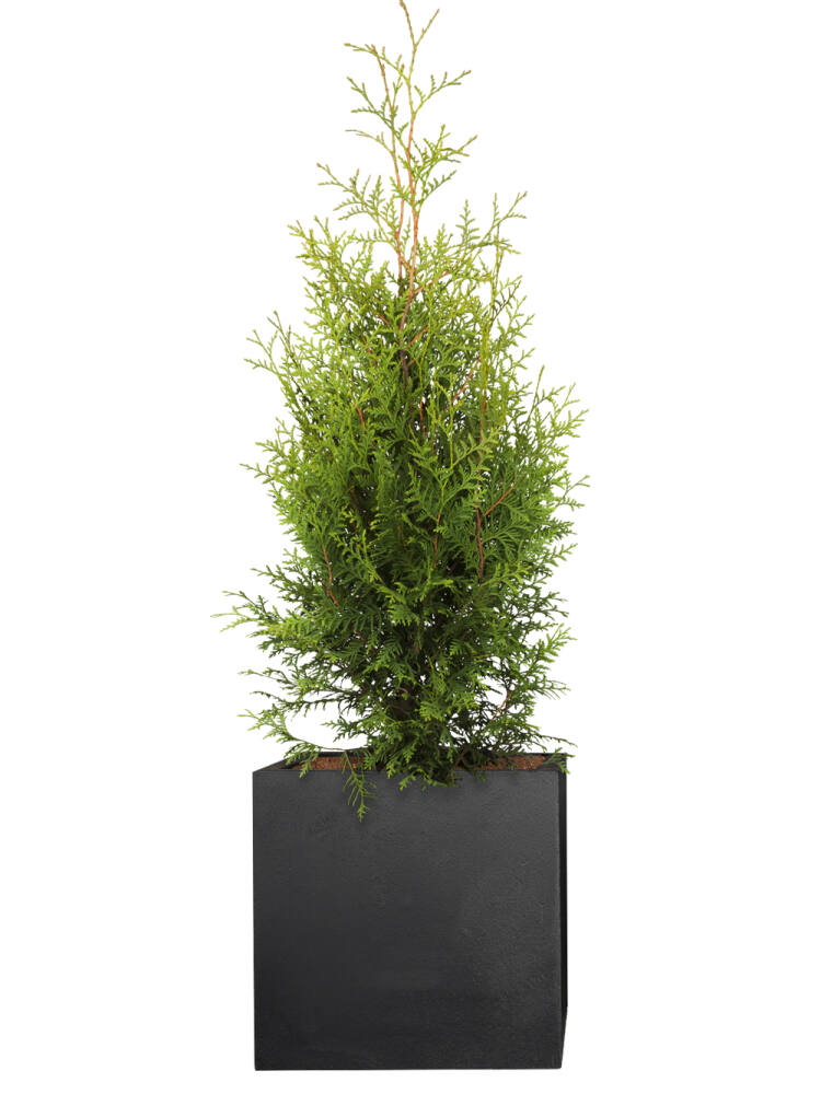 Lebensbaum (Thuja occidentalis) Brabant 100-120 cm - 2er Set (7,50 EUR pro 1 Stück) von Pflanzwerk