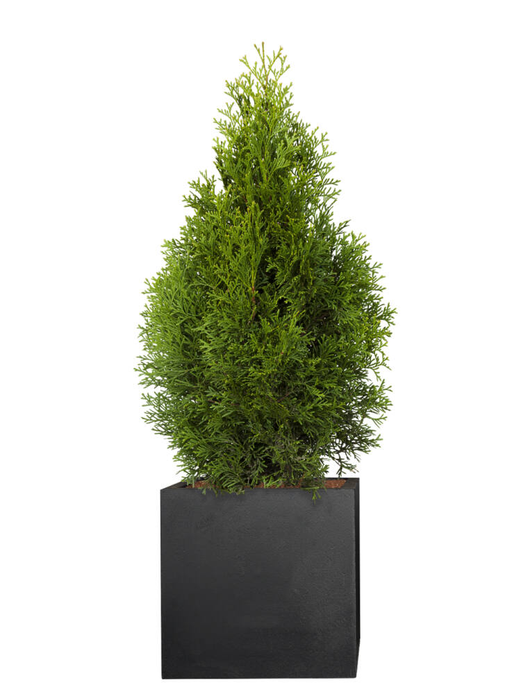Lebensbaum (Thuja occidentalis) Smaragd 40-60 cm - 3er Set (10,00 EUR pro 1 Stück) von Pflanzwerk