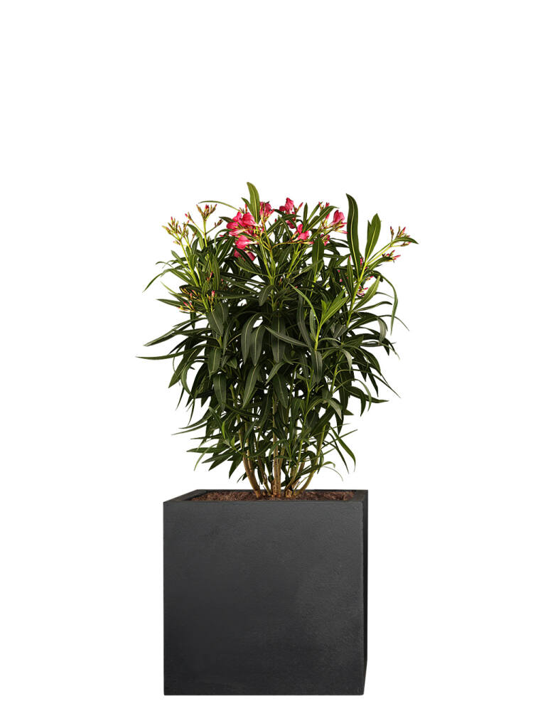 Oleander (Nerium oleander) 60cm - Rot von Pflanzwerk