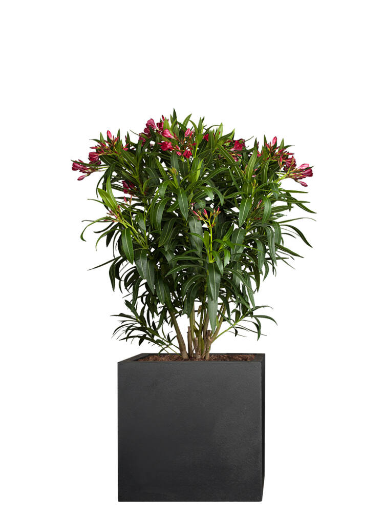 Oleander (Nerium oleander) 75cm - Rot von Pflanzwerk