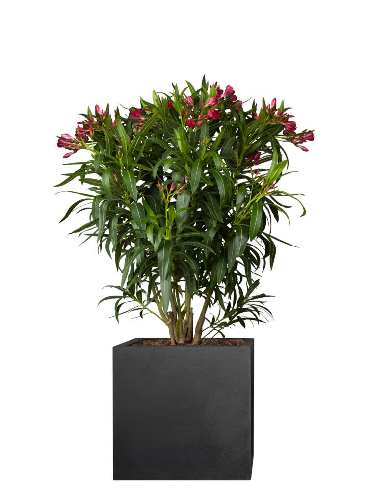 Oleander (Nerium oleander) Rot von Pflanzwerk