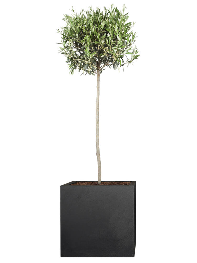Olivenbaum (Olea europaea) Stammhöhe 140 cm von Pflanzwerk