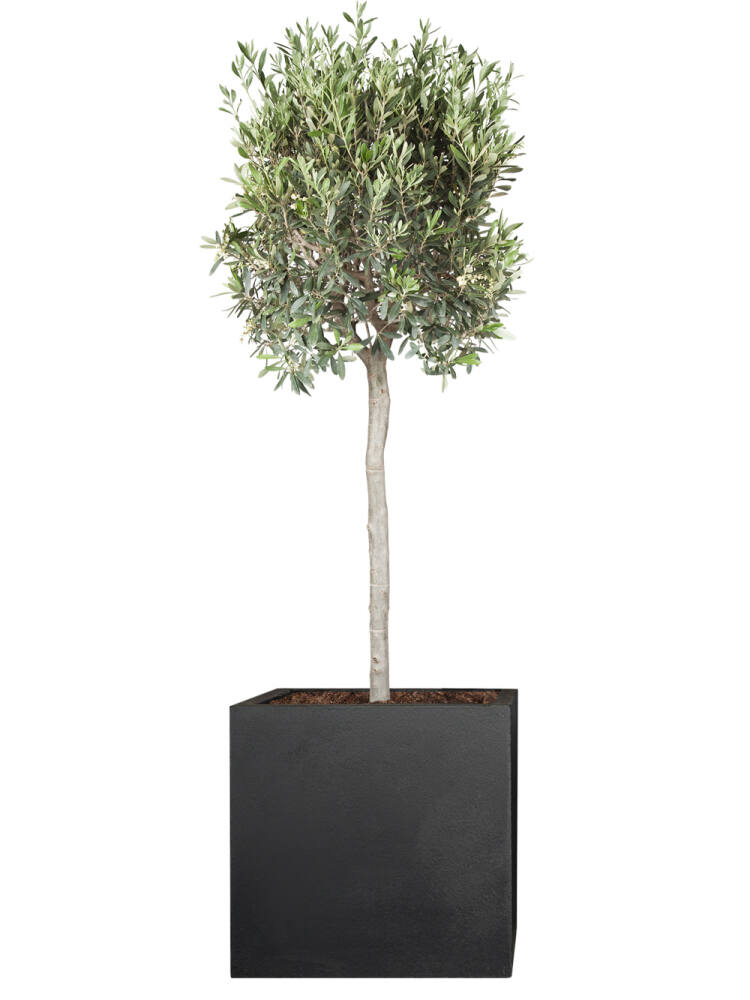 Olivenbaum (Olea europaea) Stammhöhe 170 cm von Pflanzwerk