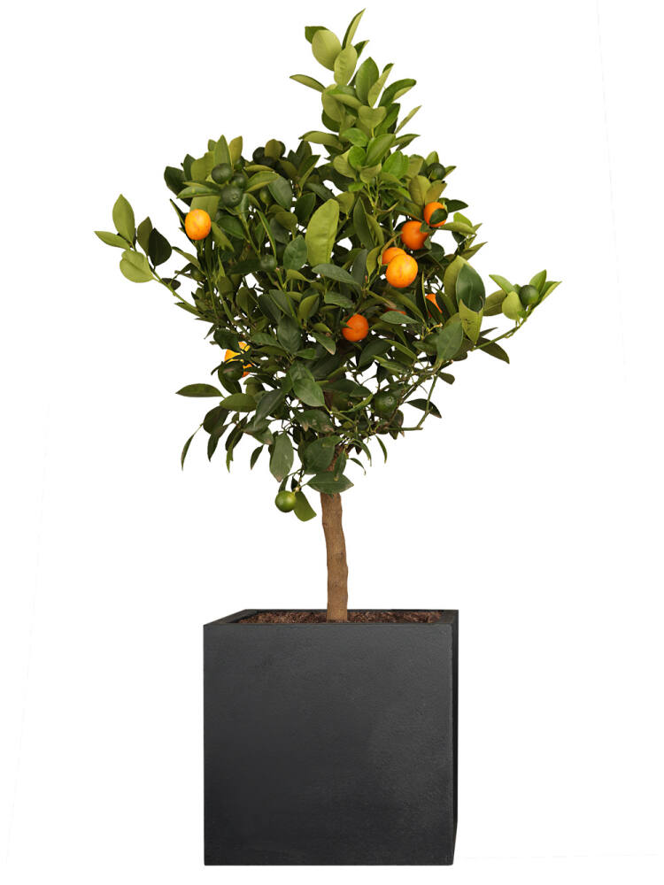 Orangenbaum (Citrus mitis) Calamondin Stammhöhe 65 cm von Pflanzwerk