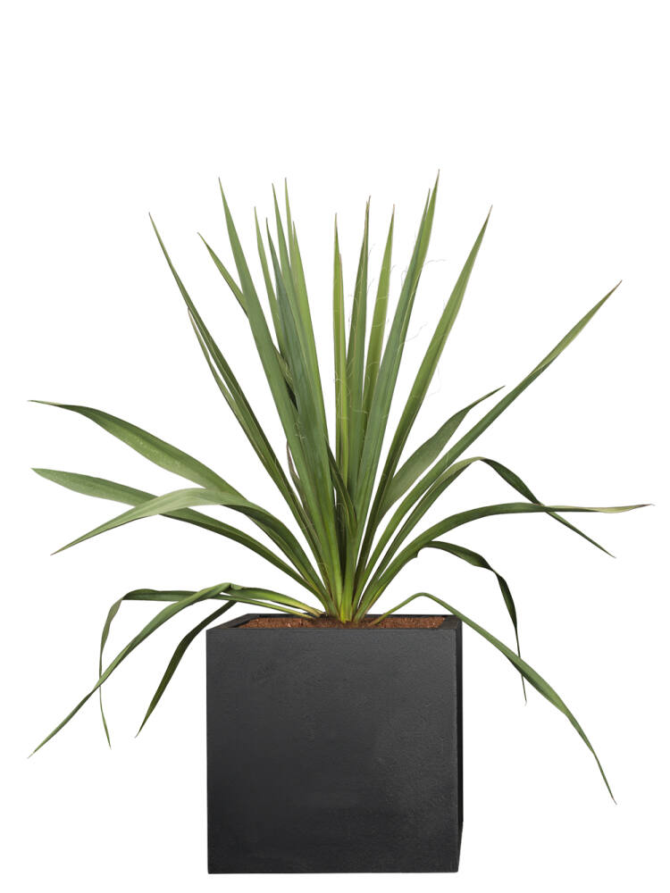 Palmlilie (Yucca Filamentosa) 30-40 cm - 2er Set (17,50 EUR pro 1 Stück) von Pflanzwerk