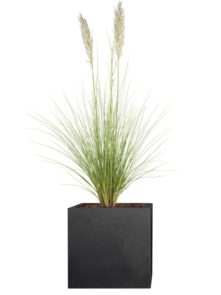 Pampasgras (Cortaderia selloana) 60 cm - 2er Set (20,00 EUR pro 1 Stück) von Pflanzwerk