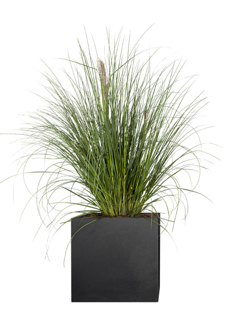 Pampasgras (Cortaderia selloana) Pumila 60cm - 2er Set (14,99 EUR pro 1 Stück) von Pflanzwerk