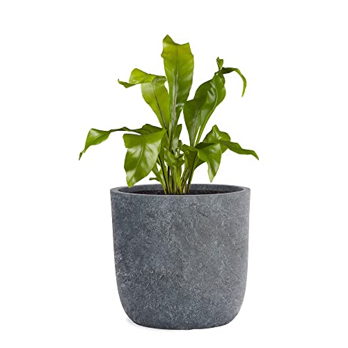 Pflanzwerk® Pflanzkübel Cup - Blumentöpfe Übertöpfe Ø51cm Lava ANTHRAZIT *Frostbeständige Blumenkübel* *UV-Schutz* *Pflanzenkübel Premiumqualität* von Pflanzwerk