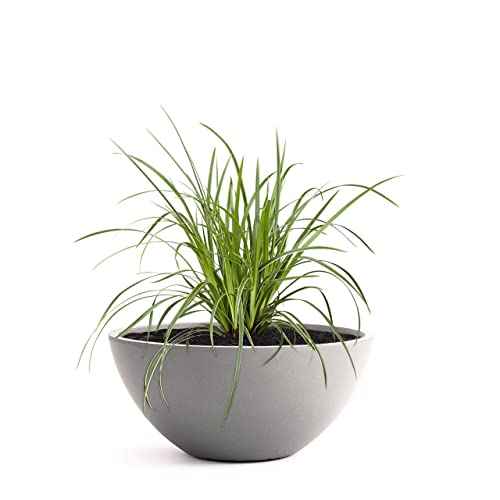 Pflanzwerk® Pflanzkübel Pflanzschale Bowl Ø 45cm Grau *Frostbeständige Blumenschale* *Premiumqualität* *Lotus-Effekt Imprägnierung* von Pflanzwerk