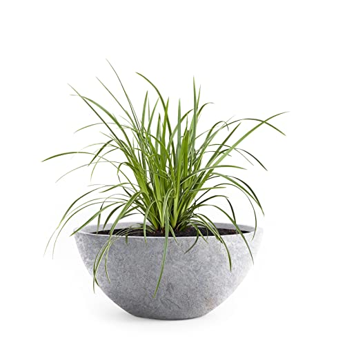 Pflanzwerk® Pflanzkübel Pflanzschale Bowl Ø 36cm Lava Hellgrau *Frostbeständige Blumenschale* *Deutsche Premiumqualität* *Lotus-Effekt Imprägnierung* von Pflanzwerk