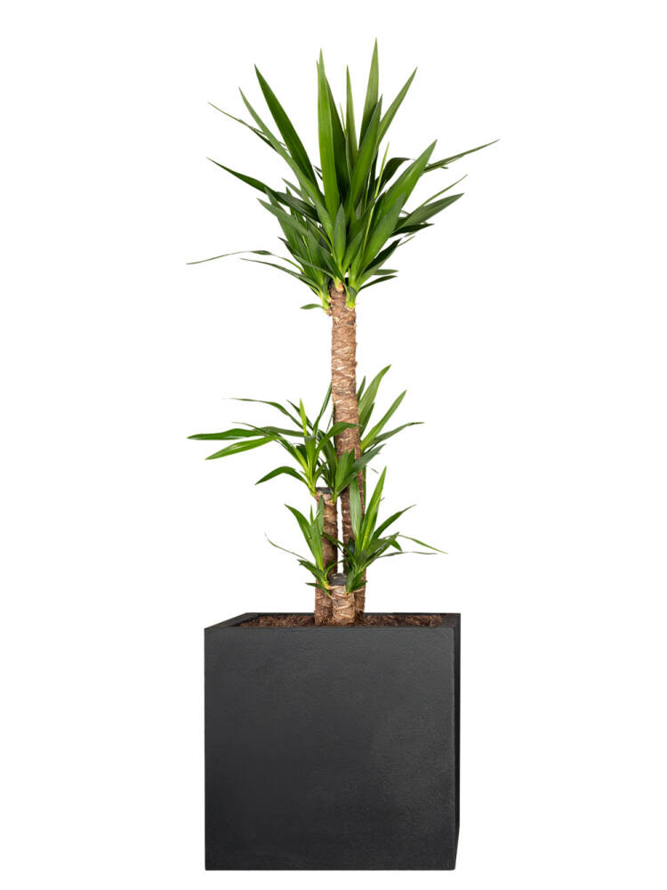 Riesen-Palmlilie (Yucca Elephantipes) 3er Tuff 150 cm (69,99 EUR pro 1 Stück) von Pflanzwerk