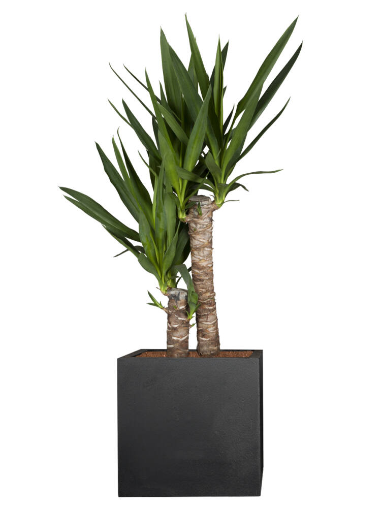 Yucca Palme / Palmlilie (Yucca Elephantipes) 2er Tuff... (34,99 EUR pro 1 Stück) von Pflanzwerk