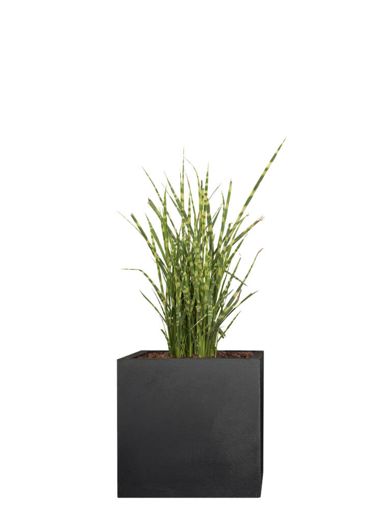 Zebraschilf (Miscanthus Sinensis) Strictus 15 cm - 3er Set (8,33 EUR pro 1 Stück) von Pflanzwerk