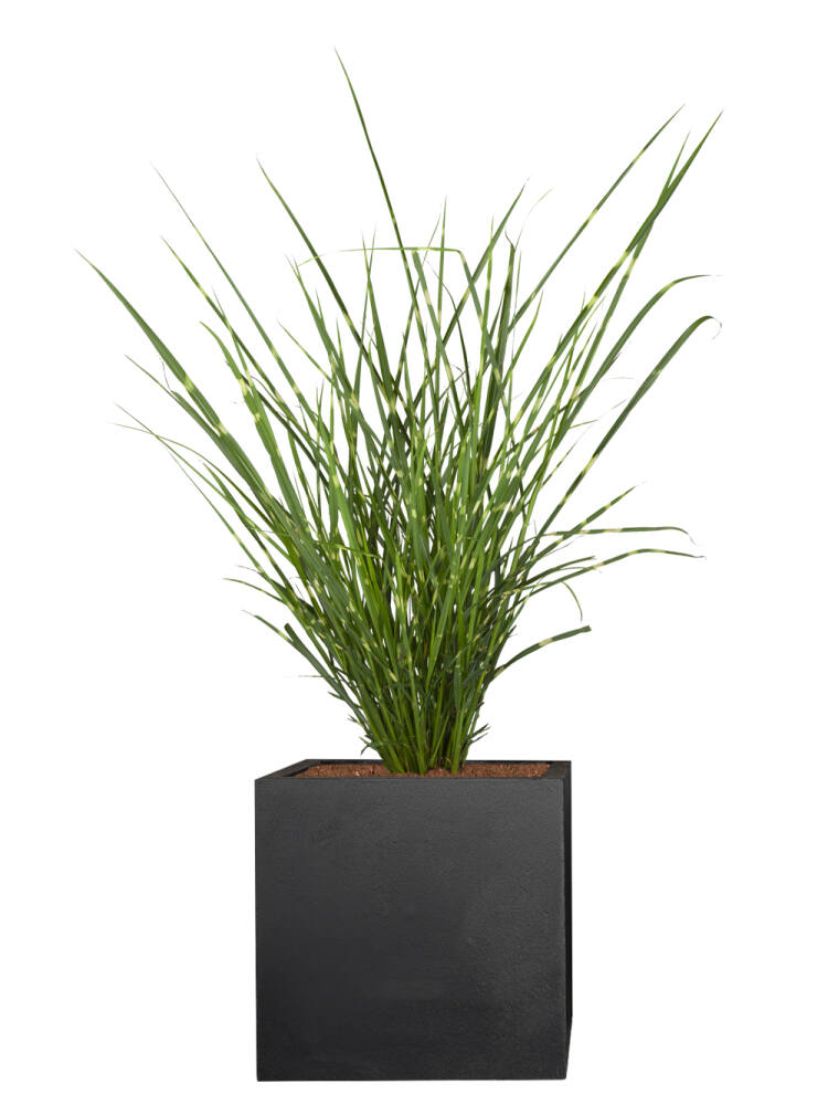 Zebraschilf (Miscanthus Sinensis) Strictus 40 cm - 2er Set (13,33 EUR pro 1 Stück) von Pflanzwerk
