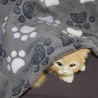 Katzendecke, Hundedecke, Tierdecke, Sofaschutz, Wolldecke, Kuscheldecke, Hundekissen, Hundebett, Decke, Verschiedenen Größen, Geschenkidee von Pfoetchenstube