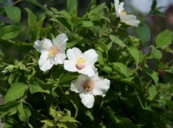 Gartenjasmin 'Belle Etoile', 100-125 cm, Philadelphus 'Belle Etoile', Containerware XXL von Philadelphus 'Belle Etoile'