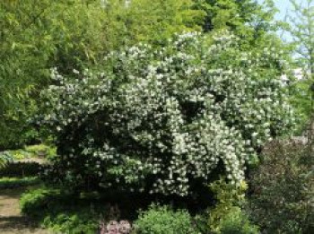 Pfeifenstrauch / Falscher Jasmin 'Dame Blanche', 40-60 cm, Philadelphus 'Dame Blanche', Containerware von Philadelphus 'Dame Blanche'