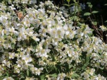 Pfeifenstrauch / Falscher Jasmin / Duftjasmin 'Erectus', 100-150 cm, Philadelphus 'Erectus', Containerware von Philadelphus 'Erectus'