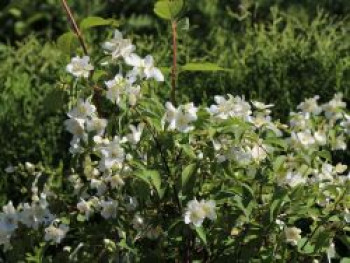 Jasmin 'Lemoinei', 30-40 cm, Philadelphus 'Lemoinei', Containerware von Philadelphus 'Lemoinei'
