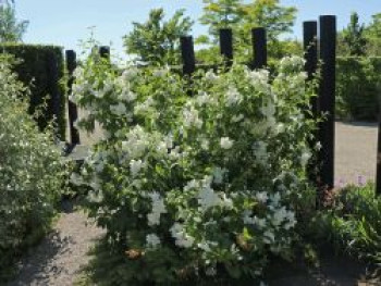 Gartenjasmin 'Natchez', Philadelphus 'Natchez', Topfware von Philadelphus 'Natchez'