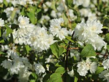 Gefüllter Gartenjasmin / Pfeifenstrauch 'Schneesturm', 60-100 cm, Philadelphus 'Schneesturm', Containerware Gefüllter Gartenjasmin / Pfeifenstrauch 'Schneesturm', 60-100 cm, Philadelphus 'Schneesturm', Containerware von Philadelphus 'Schneesturm'