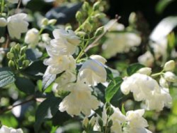 Gartenjasmin 'Snowbelle', 10-20 cm, Philadelphus 'Snowbelle', Topfware von Philadelphus 'Snowbelle'