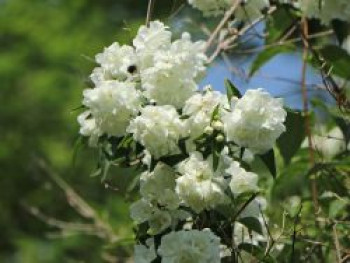 Gefüllter Gartenjasmin / Pfeifenstrauch 'Virginal', 40-60 cm, Philadelphus 'Virginal', Containerware von Philadelphus 'Virginal'