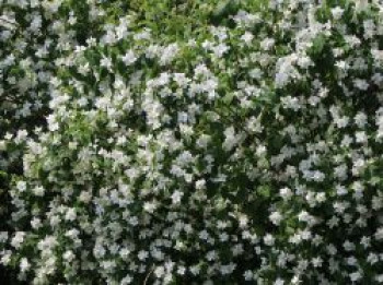 Europäischer Pfeifenstrauch / Bauernjasmin, 100-150 cm, Philadelphus coronarius, Containerware von Philadelphus coronarius