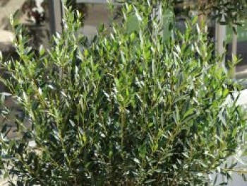 Schmalblättrige Steinlinde, 80-100 cm, Phillyrea angustifolia, Containerware von Phillyrea angustifolia