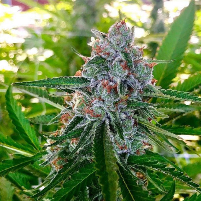 Crostata von Phinest Cannabis