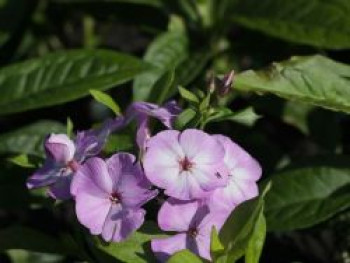 Großblättrige Flammenblume 'Augenstern', Phlox amplifolia 'Augenstern', Topfware von Phlox amplifolia 'Augenstern'