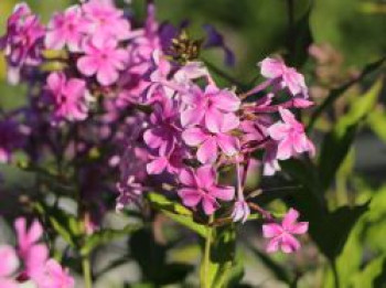 Großblättrige Flammenblume 'Christine', Phlox amplifolia 'Christine', Topfware von Phlox amplifolia 'Christine'