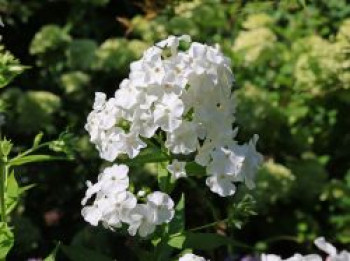 Großblättrige Flammenblume 'David', Phlox amplifolia 'David', Topfware von Phlox amplifolia 'David'