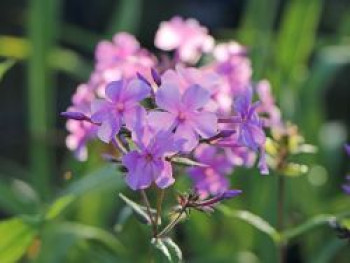Großblättrige Flammenblume 'Kleiner Augenstern', Phlox amplifolia 'Kleiner Augenstern', Topfware von Phlox amplifolia 'Kleiner Augenstern'