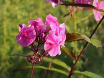 Großblättrige Flammenblume 'Winnetou', Phlox amplifolia 'Winnetou', Topfware von Phlox amplifolia 'Winnetou'
