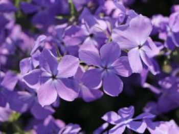 Kanadische Wald-Flammenblume 'Blue Moon', Phlox divaricata 'Blue Moon', Topfware von Phlox divaricata 'Blue Moon'