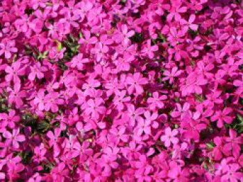 Teppich-Flammenblume 'Crackerjack', Phlox douglasii 'Crackerjack', Topfware von Phlox douglasii 'Crackerjack'