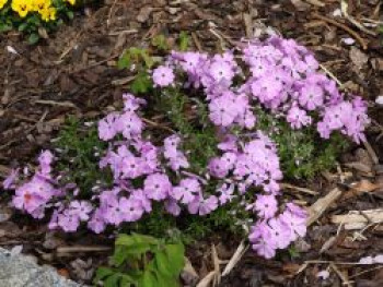 Teppich-Flammenblume 'Lilac Cloud', Phlox douglasii 'Lilac Cloud', Topfware von Phlox douglasii 'Lilac Cloud'