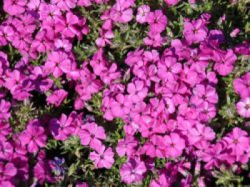 Teppich-Flammenblume 'Red Admiral', Phlox douglasii 'Red Admiral', Topfware von Phlox douglasii 'Red Admiral'