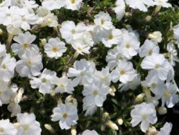 Teppich-Flammenblume 'White Admiral', Phlox douglasii 'White Admiral', Topfware von Phlox douglasii 'White Admiral'